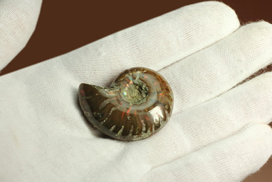 両面同クオリティに遊色します！光るアンモナイト化石(Ammonite)（その6）