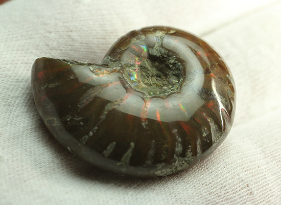 両面同クオリティに遊色します！光るアンモナイト化石(Ammonite)（その7）