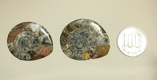 初期型アンモナイト、ゴニアタイト化石２個セット(Ammonite)（その7）
