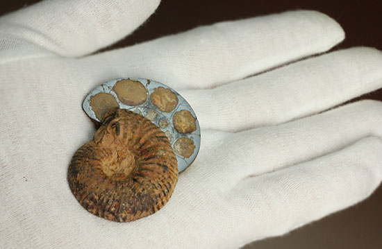 ヘマタイトで黒く光ります！アンモナイトペア化石(Ammonite)（その12）