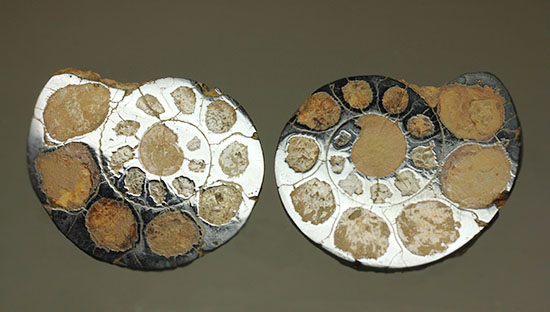 ヘマタイトで黒く光ります！アンモナイトペア化石(Ammonite)（その5）