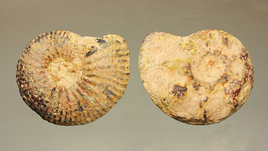 ヘマタイトで黒く光ります！アンモナイトペア化石(Ammonite)（その6）