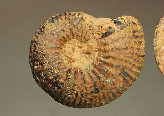 ヘマタイトで黒く光ります！アンモナイトペア化石(Ammonite)（その7）
