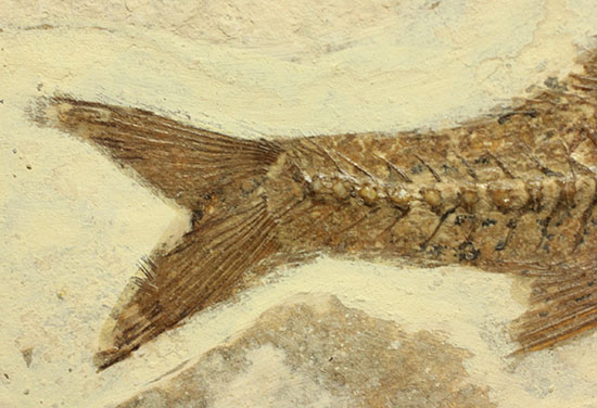 背骨にご注目！魚化石プレート標本（その2）