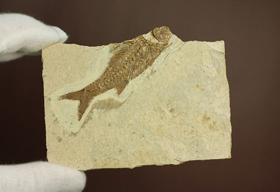 背骨にご注目！魚化石プレート標本（その5）
