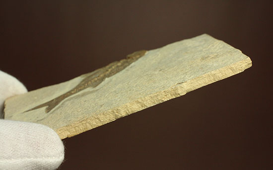 背骨にご注目！魚化石プレート標本（その6）