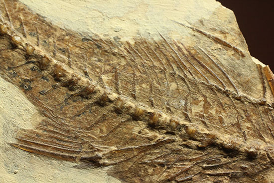背骨にご注目！魚化石プレート標本（その8）