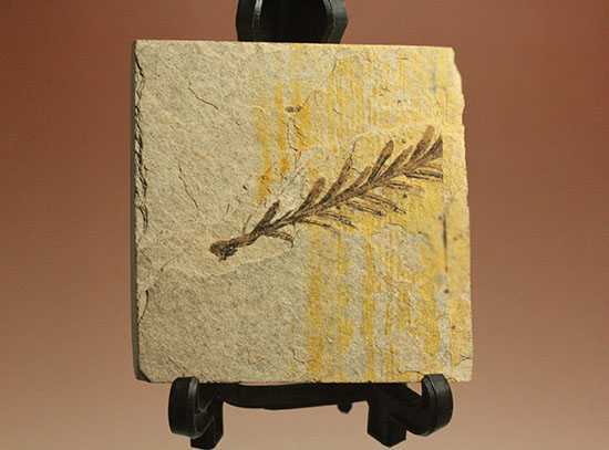 インテリア化石にぴったり！手の平サイズの植物化石 化石 販売