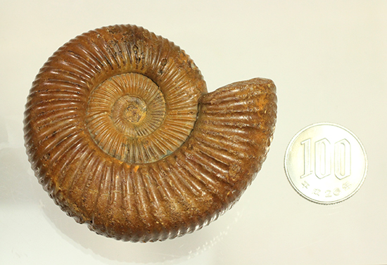 褐色のペリスフィンクテスアンモナイト(Ammonite)（その16）