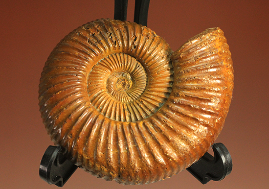 褐色のペリスフィンクテスアンモナイト(Ammonite)（その2）