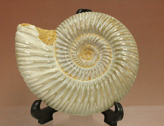 曲線美に息を呑む！ジュラ紀のアンモナイト、ペリスフィンクテス(Ammonite)（その11）
