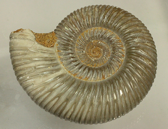 曲線美に息を呑む！ジュラ紀のアンモナイト、ペリスフィンクテス(Ammonite)（その14）