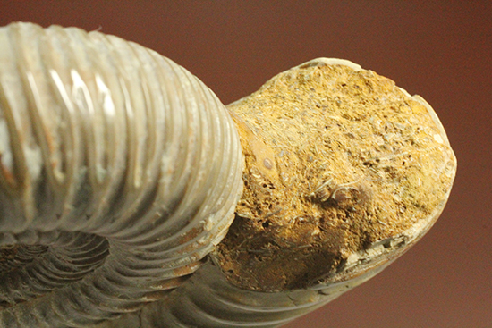 曲線美に息を呑む！ジュラ紀のアンモナイト、ペリスフィンクテス(Ammonite)（その7）