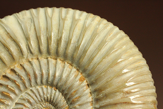 曲線美に息を呑む！ジュラ紀のアンモナイト、ペリスフィンクテス(Ammonite)（その9）