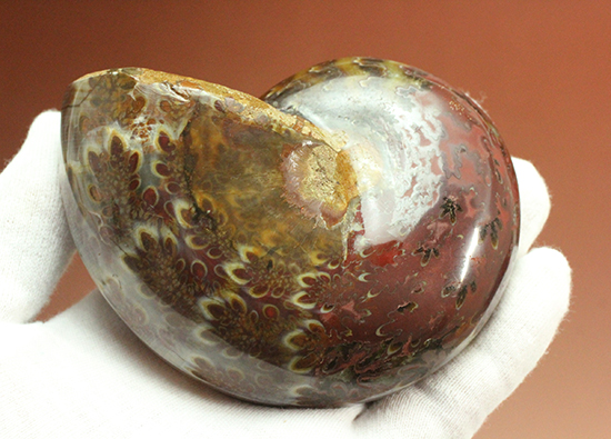 個性的でエレガントな臙脂色アンモナイト(Ammonite)（その3）
