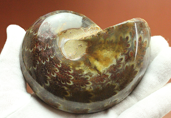 個性的でエレガントな臙脂色アンモナイト(Ammonite)（その5）