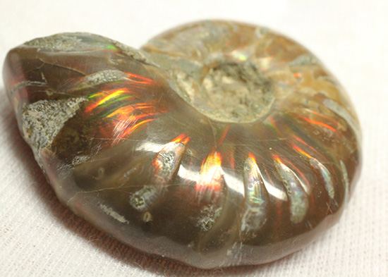 赤とオレンジ色がよく光るアンモナイト化石(Ammonite)（その1）