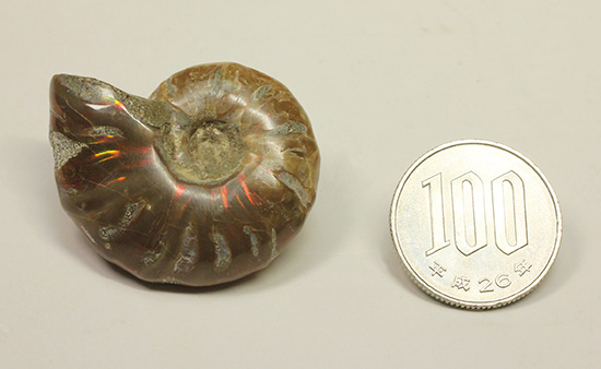 赤とオレンジ色がよく光るアンモナイト化石(Ammonite)（その10）