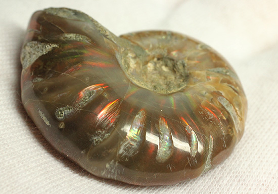 赤とオレンジ色がよく光るアンモナイト化石(Ammonite)（その2）