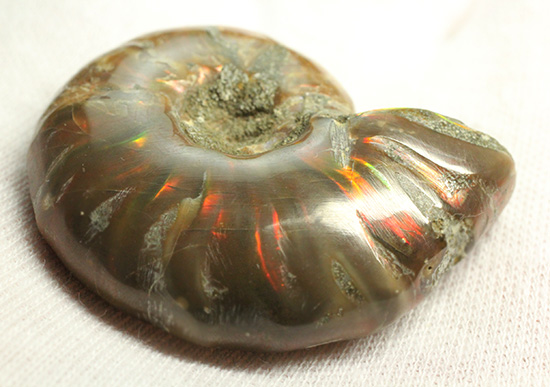 赤とオレンジ色がよく光るアンモナイト化石(Ammonite)（その3）