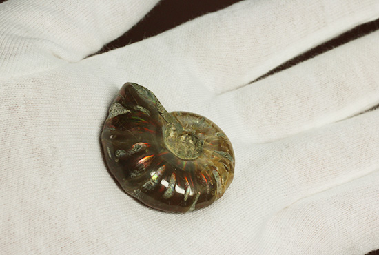 赤とオレンジ色がよく光るアンモナイト化石(Ammonite)（その4）