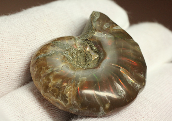 赤とオレンジ色がよく光るアンモナイト化石(Ammonite)（その5）