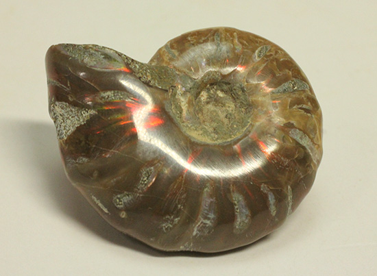 赤とオレンジ色がよく光るアンモナイト化石(Ammonite)（その8）