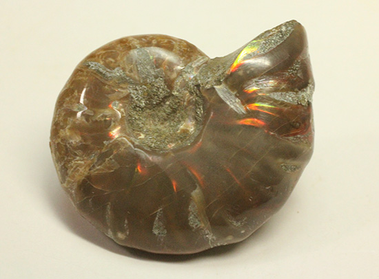赤とオレンジ色がよく光るアンモナイト化石(Ammonite) アンモナイト 販売