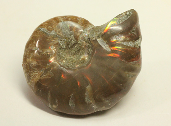 赤とオレンジ色がよく光るアンモナイト化石(Ammonite)（その9）