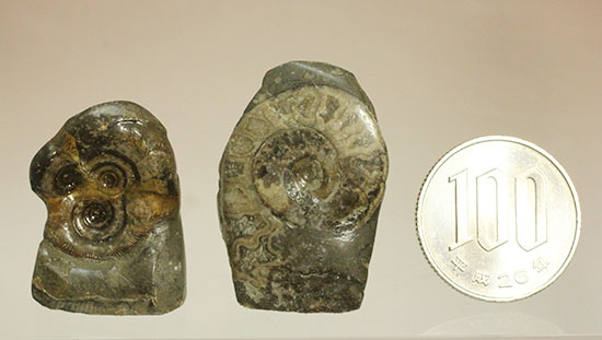 愛らしいサイズの北海道産アンモナイトペアセット(Ammonite)（その12）