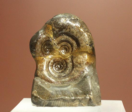 愛らしいサイズの北海道産アンモナイトペアセット(Ammonite)(その2)