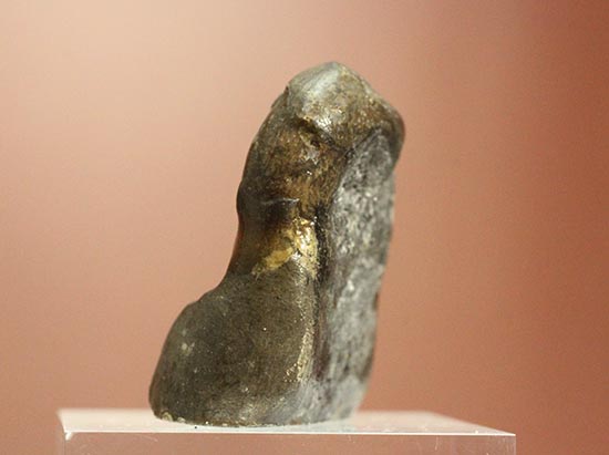 愛らしいサイズの北海道産アンモナイトペアセット(Ammonite)(その3)