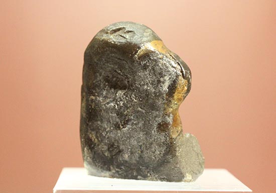 愛らしいサイズの北海道産アンモナイトペアセット(Ammonite)（その4）