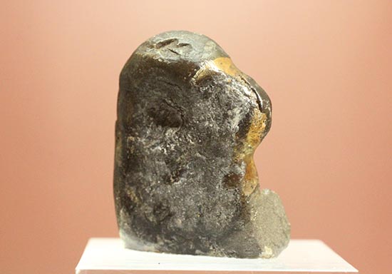 愛らしいサイズの北海道産アンモナイトペアセット(Ammonite)(その4)