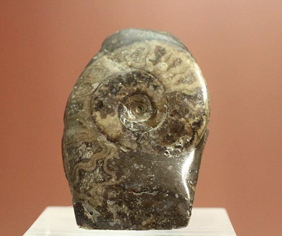 愛らしいサイズの北海道産アンモナイトペアセット(Ammonite)(その5)