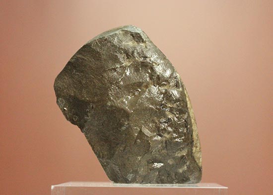 愛らしいサイズの北海道産アンモナイトペアセット(Ammonite)（その6）
