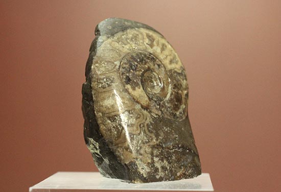 愛らしいサイズの北海道産アンモナイトペアセット(Ammonite)（その7）