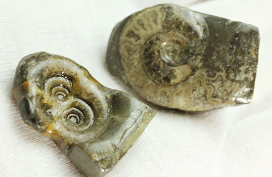 愛らしいサイズの北海道産アンモナイトペアセット(Ammonite)（その9）