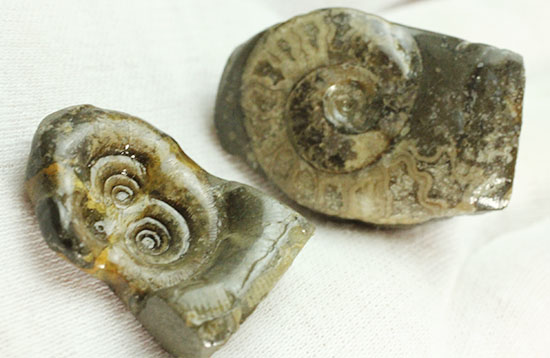 愛らしいサイズの北海道産アンモナイトペアセット(Ammonite)(その9)