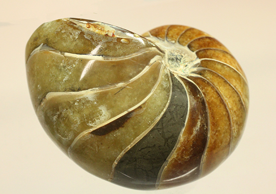 味わい深い色のオウムガイ(Nautilus)の美化石（その10）