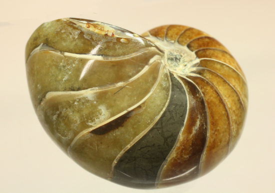 味わい深い色のオウムガイ(Nautilus)の美化石(その10)
