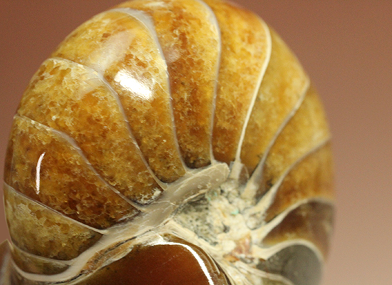 味わい深い色のオウムガイ(Nautilus)の美化石（その11）