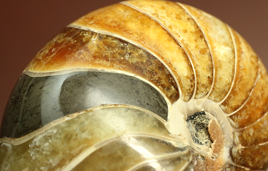 味わい深い色のオウムガイ(Nautilus)の美化石（その13）