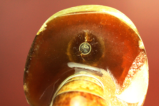 味わい深い色のオウムガイ(Nautilus)の美化石(その14)