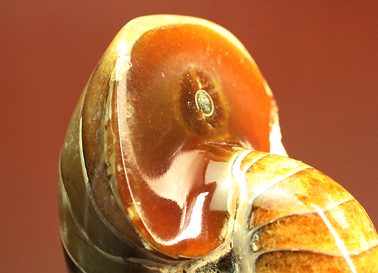 味わい深い色のオウムガイ(Nautilus)の美化石(その15)