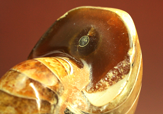 味わい深い色のオウムガイ(Nautilus)の美化石（その16）