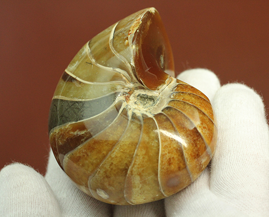 味わい深い色のオウムガイ(Nautilus)の美化石（その17）