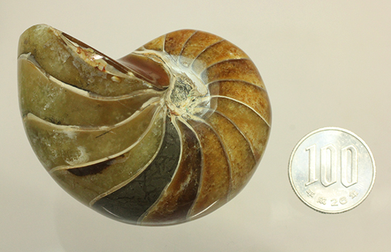 味わい深い色のオウムガイ(Nautilus)の美化石(その18)