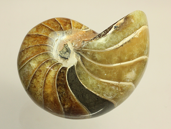 味わい深い色のオウムガイ(Nautilus)の美化石（その2）