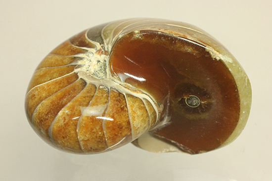 味わい深い色のオウムガイ(Nautilus)の美化石（その3）
